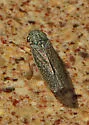 Willow Leafhopper - photo 4