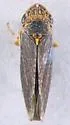 Willow Leafhopper - photo 5