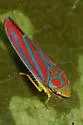 Graphocephala constricta - photo 2