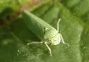 Graphocephala cythura