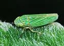 Graphocephala cythura - photo 2