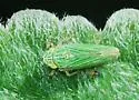 Graphocephala cythura - photo 3