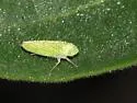 Graphocephala cythura - photo 4