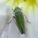 Graphocephala cythura - photo 5