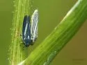 Graphocephala hieroglyphica