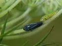 Graphocephala hieroglyphica - photo 2
