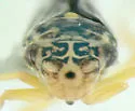 Graphocephala hieroglyphica - photo 3