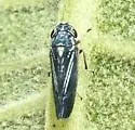 Graphocephala hieroglyphica - photo 4