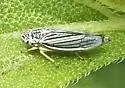 Graphocephala hieroglyphica - photo 5