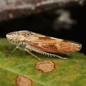 Graphocephala ignava - photo 3
