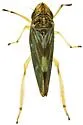 Graphocephala ignava - photo 4