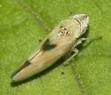 Graphocephala ignava - photo 5