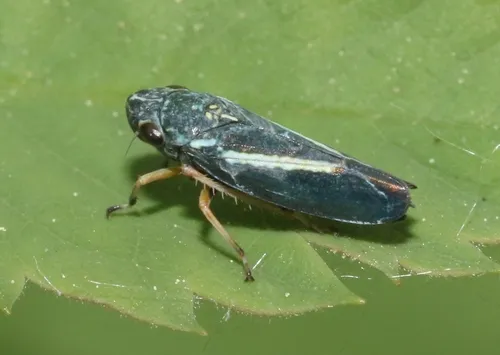 Graphocephala lugubris - Graphocephala lugubris