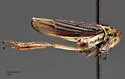 Graphocephala marathonensis - Graphocephala marathonensis