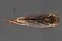 Graphocephala marathonensis - photo 2