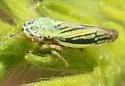Graphocephala minuenda - Graphocephala minuenda