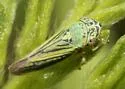 Graphocephala minuenda - photo 2
