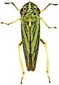 Graphocephala minuenda - photo 4