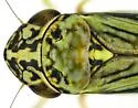 Graphocephala minuenda - photo 5