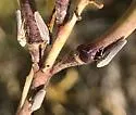 undescribed Graphocephala nr. hieroglyphica - photo 2