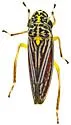 undescribed Graphocephala nr. hieroglyphica - photo 4