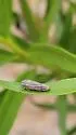 undescribed Graphocephala nr. hieroglyphica - photo 5