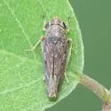 Graphocephala subrufa