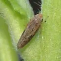 Graphocephala subrufa - photo 2