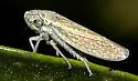 Graphocephala uhleri - photo 2