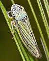 Graphocephala uhleri - photo 4
