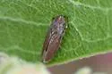 Graphocephala uhleri - photo 5