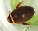 Graphoderus fascicollis - photo 2