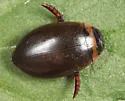Graphoderus fascicollis - photo 3