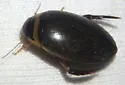 Graphoderus fascicollis - photo 4