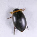 Graphoderus fascicollis - photo 5