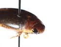 Graphoderus liberus