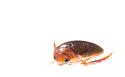 Graphoderus liberus - photo 3