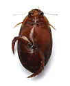 Graphoderus liberus - photo 4