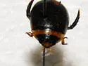 Graphoderus occidentalis