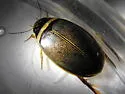 Graphoderus occidentalis - photo 2