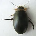 Graphoderus occidentalis - photo 3