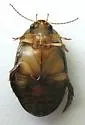 Graphoderus occidentalis - photo 4