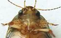 Graphoderus occidentalis - photo 5