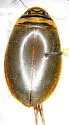 Graphoderus perplexus