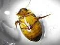 Graphoderus perplexus - photo 3