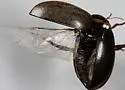 Graphoderus perplexus - photo 4