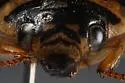 Graphoderus perplexus - photo 5