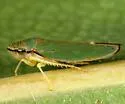 Graphogonalia evagorata