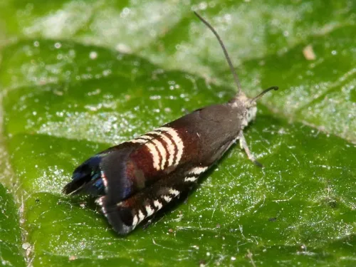 Grapholita compositella