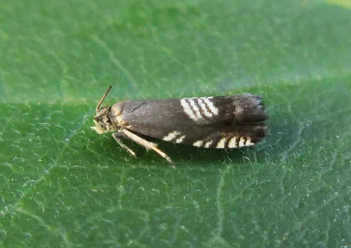 Grapholita compositella - photo 2